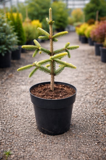 Abies pinsapo молодий саджанець